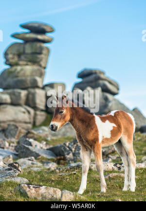 Poney Dartmoor poulain en face de Grand Tor discontinues, Devon, England, England, UK. Banque D'Images