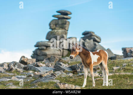 Poney Dartmoor poulain en face de Grand Tor discontinues, Devon, England, England, UK. Banque D'Images