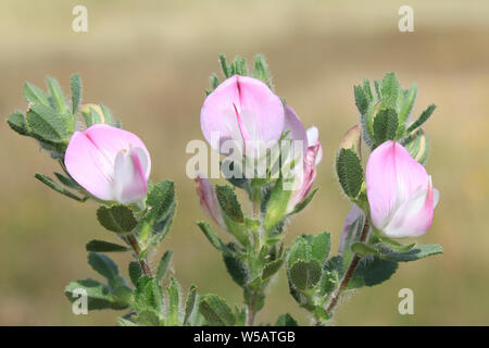 Common Restharrow Ononis repens Banque D'Images