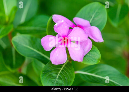 La pervenche rose fleur, Catharanthus roseus, vinca Rose Banque D'Images