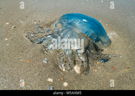 Baril / poubelle-méduses méduses / couvercle nez à froufrous (méduses Rhizostoma pulmo) s'est échoué sur la plage le long de la côte de la mer du Nord en été Banque D'Images