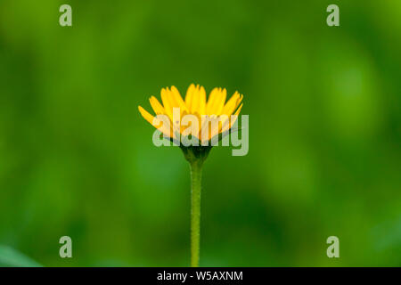 Fleurs Daisy Singapour avec arrière-plan de la feuille verte, jaune fleur simple Banque D'Images