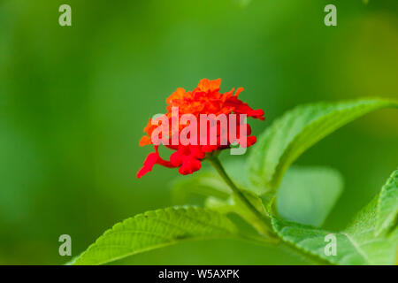 Lantana camara Flower Banque D'Images