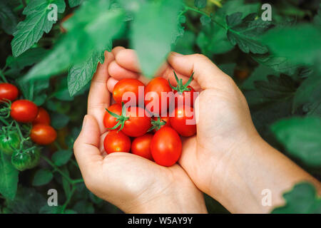 Tomates cerises fraîches récoltées dans les mains Banque D'Images