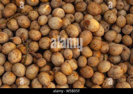 Fruits de Lansium parasiticum, également connu sous le nom de langsat ou lanzones jeter sur un compteur de marché. C'est une espèce d'arbre dans la famille de l'Acajou. L Banque D'Images