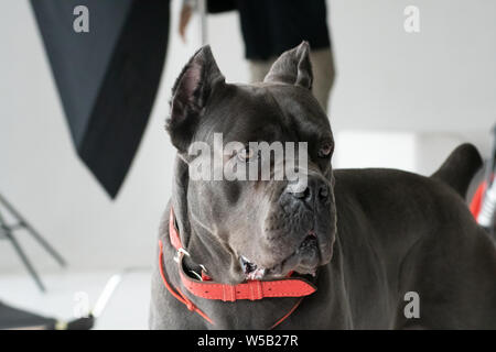 Cane Corso chien couleur grise photo studio à côté en face de l'équipement d'éclairage Banque D'Images