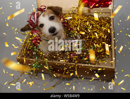 Funny dog anniversaire, Nouvel An ou carnaval. Chiot à l'intérieur d'une valise vintage avec golden serpentines, lumières, guirlandes et décoration. Banque D'Images