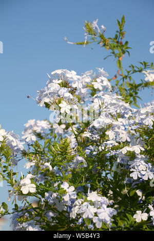 Ou Jasminum officinale jasmin commun plante aromatique en fleurs en été, la floraison du jasmin à fleurs blanches Banque D'Images