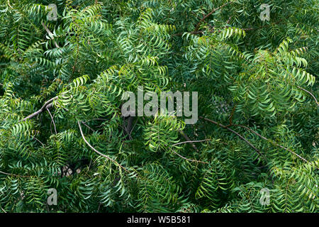 Vue de dessus de l'arbre de neem Banque D'Images