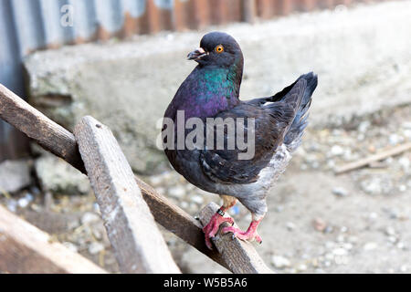 Un pigeon domestique avec un plumage foncé Banque D'Images