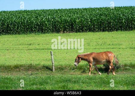 Un cheval brun paissant dans un pâturage vert à côté d'un grand champ de maïs sous un ciel bleu clair Banque D'Images