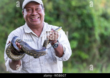 Avec naturaliste (serpent anaconda vert Eunectes murinus) dans l'Amazonie péruvienne Banque D'Images