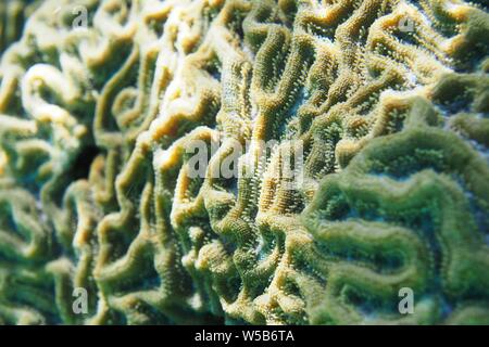 Close up de Boulder (corail cerveau Colpophyllia natans), Little Bay, Anguilla, BWI. Banque D'Images