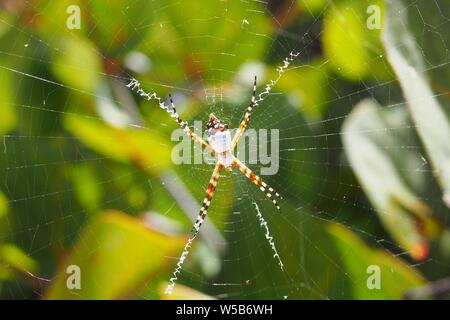 Jardin d'argent (spider Argiope argentata) contre un arrière-plan foncé, Anguilla, BWI. Banque D'Images