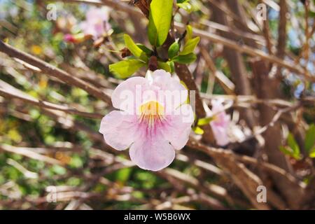 Cèdre blanc (Tabebuia heterophylla), la fleur nationale de l'arbre et d'Anguilla, BWI. Banque D'Images