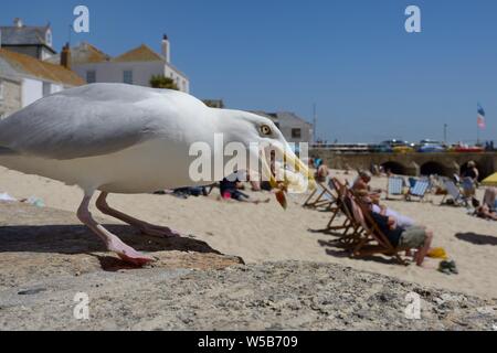 Des profils goéland argenté (Larus argentatus) voler une partie d'un sandwich sur un front de mer donnant sur une plage, St Ives, Cornwall, Angleterre, juin. Banque D'Images