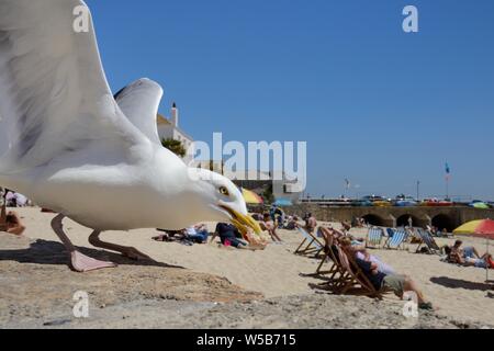 Des profils goéland argenté (Larus argentatus) voler une partie d'un sandwich sur un front de mer donnant sur une plage, St Ives, Cornwall, Angleterre, juin. Banque D'Images