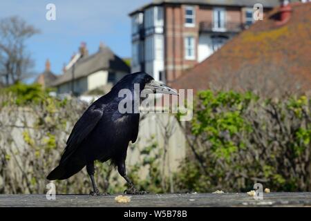 Corbeau freux (corvus frugilegus) à la recherche de miettes et autres déchets alimentaires laissés par les touristes sur une table de pique-nique, Dorset, UK, avril. Banque D'Images