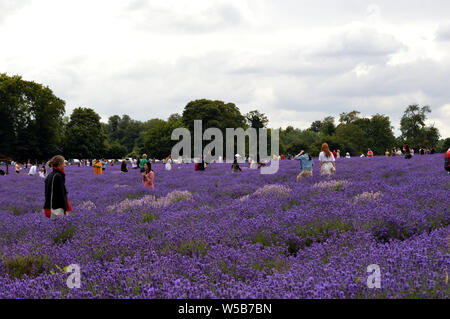 Prenez des photos dans les champs de lavande à Mayfield Lavender Farm Banque D'Images