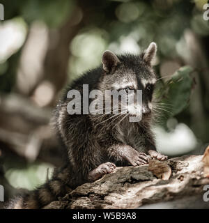 Portrait d'un petit raton laveur dans un parc au Costa Rica Banque D'Images