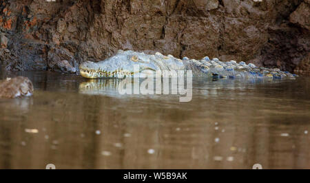 Baignade dans la rivière Crocodile Herradura au Costa Rica Banque D'Images