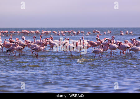 Un flamboyant de flamants à Swakopmund, Namibie Banque D'Images