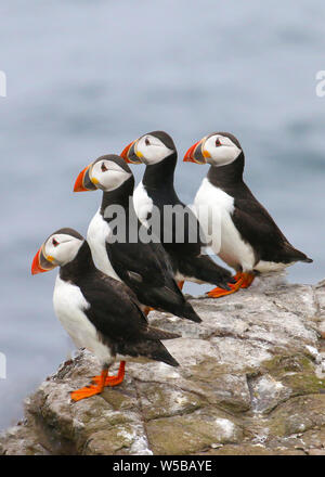 Groupe de 4 macareux debout dans une ligne face à la mer tout en se tenant sur un rocher sur les îles Farne. Banque D'Images