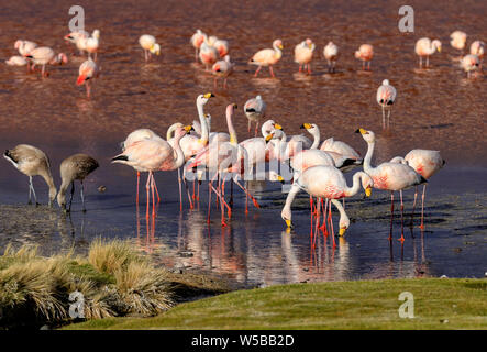 Le troupeau de James Flamingo et leurs jeunes oiseaux dans la Laguna Colorada, - vrai la faune. L'Altiplano. La Bolivie. L'Amérique du Sud. Banque D'Images