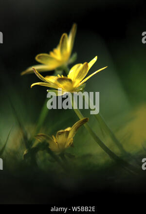 Celandine passant à la lumière du soleil, au fond des bois, de sorte que les fleurs sont ouvertes et éclairées par les rayons du soleil Banque D'Images