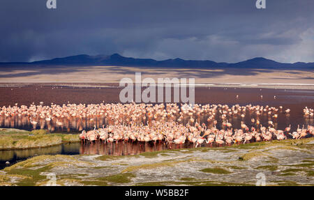 L'immense colonie de flamants de James dans la Laguna Colorada, l'Altiplano. La Bolivie. L'Amérique du Sud. Banque D'Images