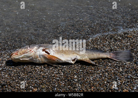 Les poissons morts sur les rives du lac Érié, dans l'Ohio, aux États-Unis. Banque D'Images