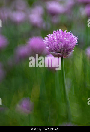 Ciboulette rose unique fleur en accent contre une masse de fleurs de ciboulette hors focus derrière elle. Banque D'Images