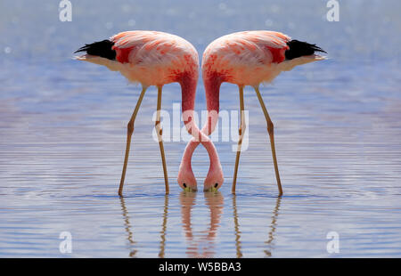 Les flamants des Andes rose mangent à Laguna Hedionda à Potosi, Bolivie. Banque D'Images