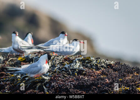 La Sterne arctique (Sterna paradisaea) sur un matin d'été dans le Maine Banque D'Images