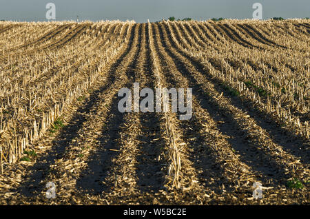 Sw : la rivière Platte Comté Région, Grand Island, la rivière Platte Campagne, champ de maïs de la récolte Banque D'Images