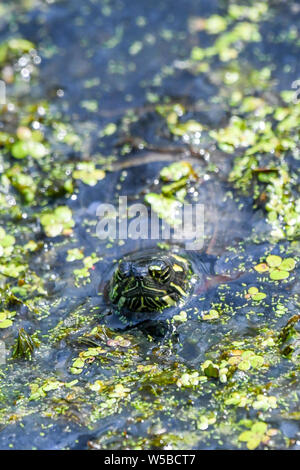 Tortue peinte de l'est dans la région de Marsh à John Heinz - Chrysemys picta picta couverts dans les algues dans l'eau étang de natation Banque D'Images