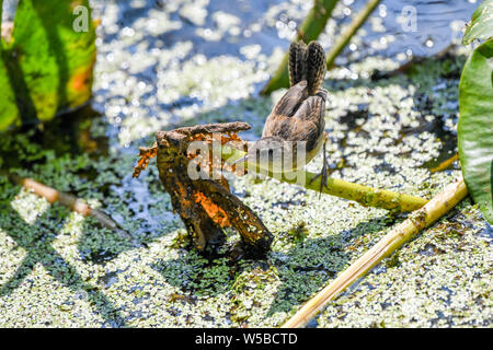 John Heinz wildlife reserve Banque D'Images