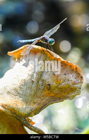 Blue-eyed libellules de John Heinz - une libellule aux yeux bleus repose sur une feuille près de Philadelphie - insectes Anisoptera avec de grands yeux bleus Banque D'Images