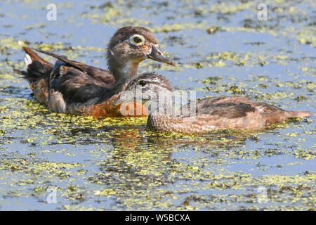 Canard branchu femelle avec canetons dans un marais - Carolina - canard un canard percheur nager à John Heinz - Aix sponsa en étang Banque D'Images