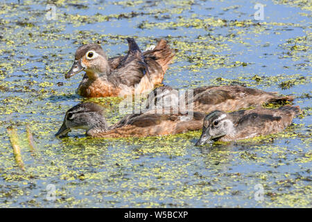 Canard branchu femelle avec canetons dans un marais - Carolina - canard un canard percheur nager à John Heinz - Aix sponsa en étang Banque D'Images