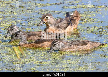 Canard branchu femelle avec canetons dans un marais - Carolina - canard un canard percheur nager à John Heinz - Aix sponsa en étang Banque D'Images