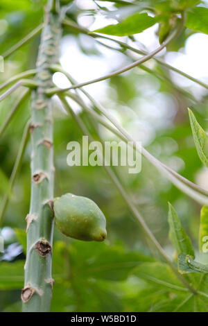 Papaye non fruits sur une tige d'un arbre de melon Banque D'Images