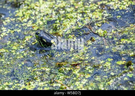 Tortue peinte de l'est dans la région de Marsh à John Heinz - Chrysemys picta picta couverts dans les algues dans l'eau étang de natation Banque D'Images