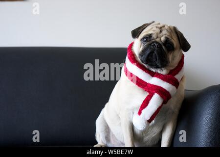 Le PUG dog avec écharpe de Noël Banque D'Images