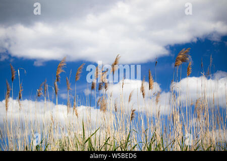 Utile pour les plantes aquatiques de l'énergie chinois de miscanthus. Un vent fort en face d'un orage s'agite panicules de roseaux. Reed contre un ciel d'orage Banque D'Images