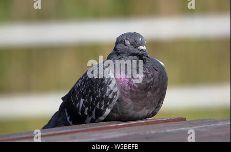 Un beau pigeon / dove dort sur banc en bois avec les yeux fermés Banque D'Images