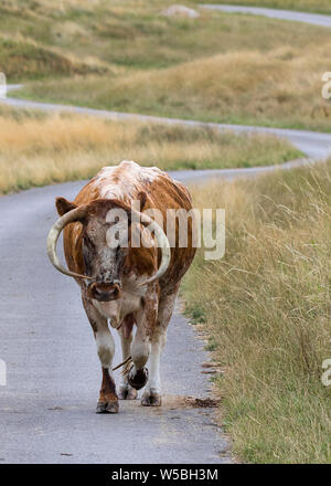 Vache Longhorn marchant sur une route sinueuse à travers la lande du Nord de l'Angleterre Banque D'Images