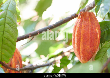 De cacao de couleur orange macro pod hanf on tree branch Banque D'Images