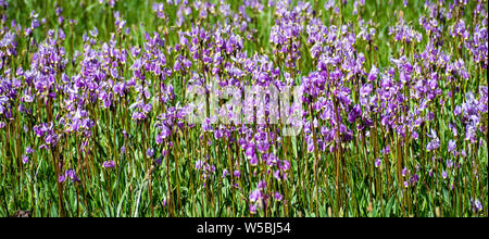 Shooting Star Alpine (Primula tetrandra) sur un pré en fleurs dans le Parc National de Yosemite, la Sierra Nevada, en Californie Banque D'Images