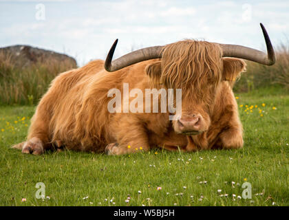 Highland cattle couchés dans l'herbe Banque D'Images